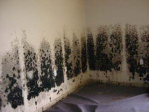 Mold-Removal-cupertino
