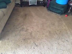 cupertino-Dirty-Carpet